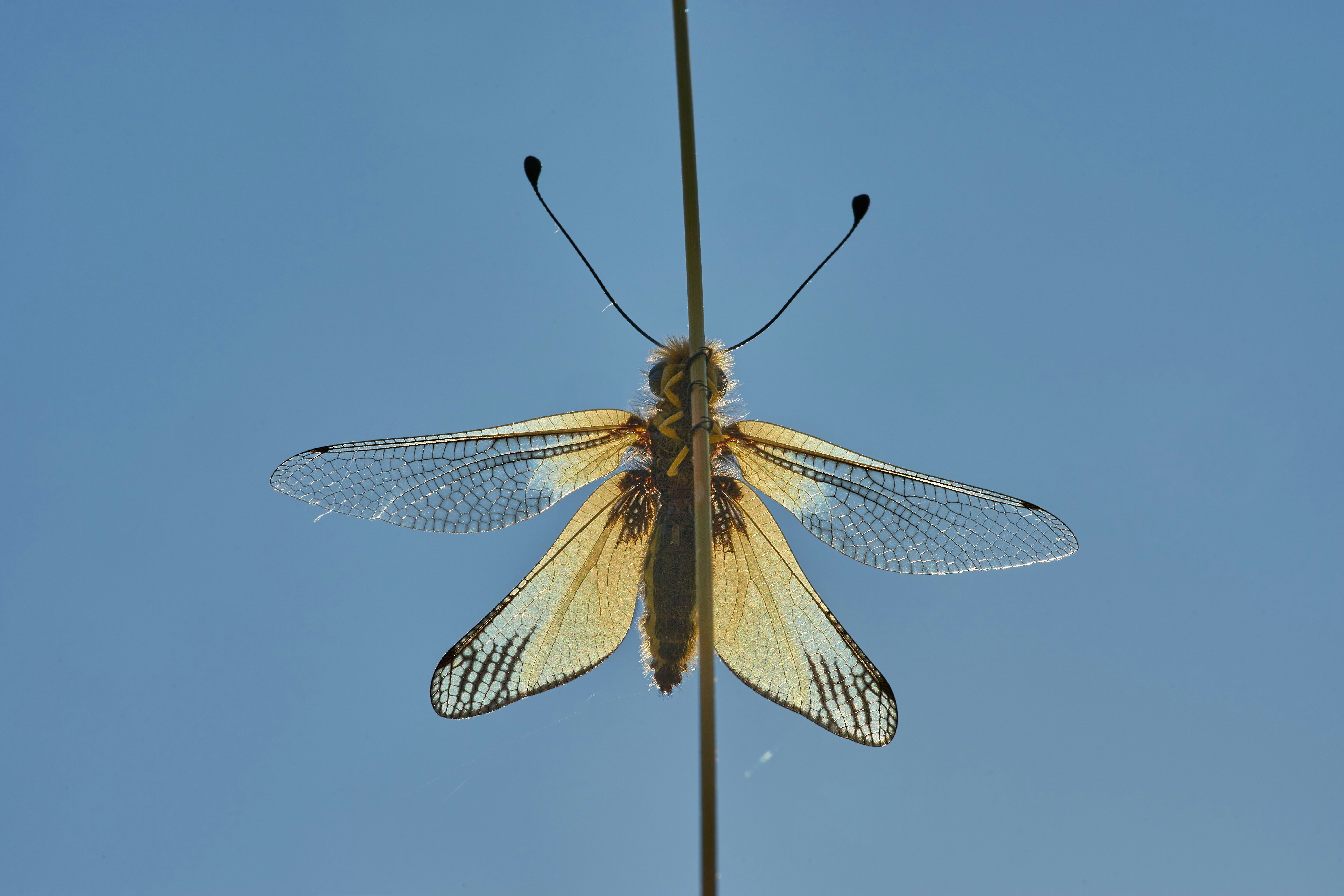 white and brown butterfly perched on stick during daytime